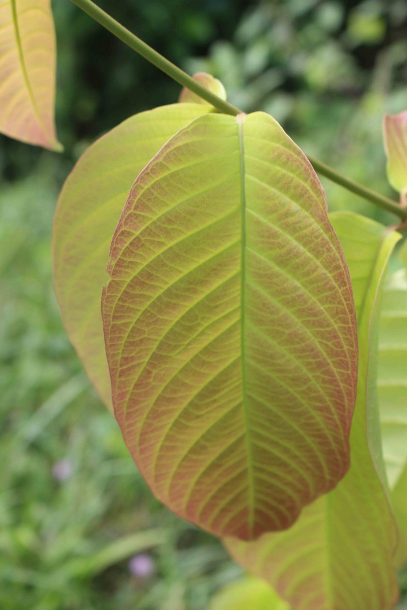 Combretum acuminatum Roxb.